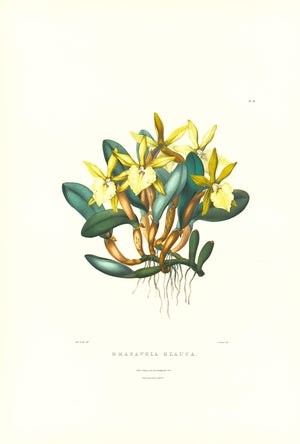 Large 1973 Orchid Flower Lithograph "Brassavola Glauca" (Glaucous-Stemmed Brassavola) After James Bateman