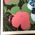 1990s 1990s After Andy Warhol "Poppy Flowers" Lithograph For Sale - Image 5 of 11