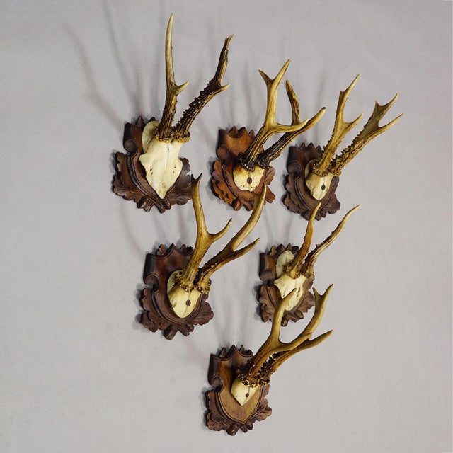 Early 20th Century Antique Set of Black Forest Roe Deer Trophies, Germany Ca. 1890s/1900s For Sale - Image 5 of 10