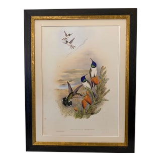 1990s Framed Print, Chimborazian Hillstar Hummingbird (Plate 68 - Hill House Edition) Reproduction Print After John Gould For Sale