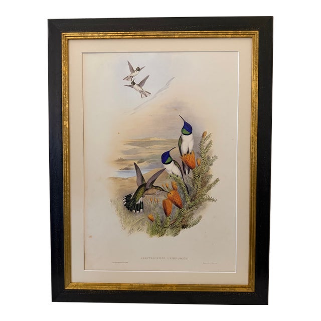 1990s Framed Print, Chimborazian Hillstar Hummingbird (Plate 68 - Hill House Edition) Reproduction Print After John Gould For Sale