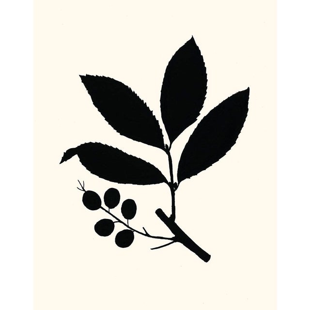 ‘Cherry Laurel’, 2022. A fine art giclée printed with archival inks on artists' paper, from an original india ink drawing...