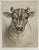 Early 20th century antique etching on paper of a young bull by Elizabeth Sawyer Norton (1887 - 1985) California, Illinois....
