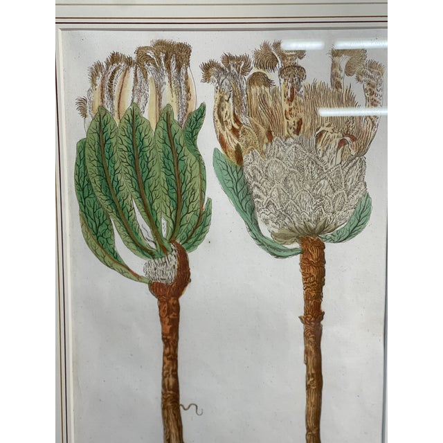Johann Wilhelm Weinmann Hand-Coloured Botanical Mezzotint From Phytanthoza Iconographia (1683-1741), CIRCA 1740 18" X 23.5"