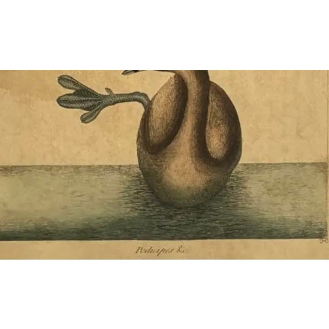 Paper Mark Catesby Engraving, "The Pied-Billed Grebe", Framed For Sale - Image 7 of 9