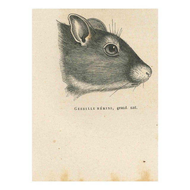 Paul Gervais, Gerbil, Lithograph, 1854 For Sale