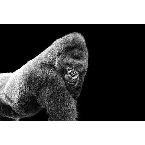 Gorilla' Contemporary Archival Black and White Photograph Print From the Original Negative by Thomas Fikar - 20x16 For Sale