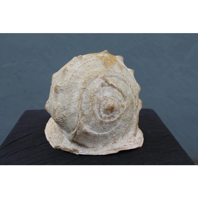 Shell Large Vintage New England Seashell For Sale - Image 7 of 8