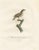 Louis Jean Pierre Vieillot, Gray Flycatcher, Le Moucherolle gris, Handcolored Bird Print For Sale - Image 6 of 6