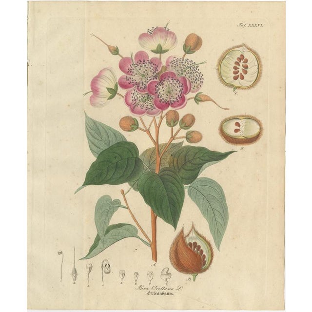 Antique Bixa Botanical Print, Bixa Orellana (Annatto), c.1831 : This vibrant botanical engraving illustrates Bixa...