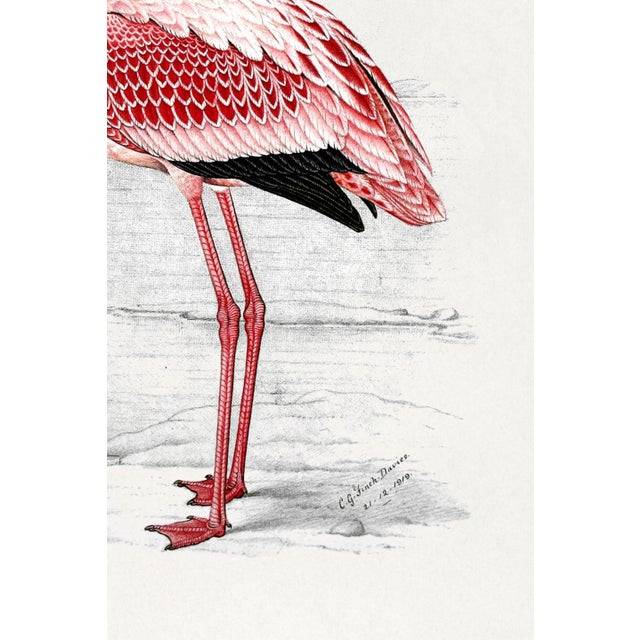 Paper Lesser Flamingo by C. G. Finch-Davies, Vintage Reproduction Bird Art Print, 40" × 60" For Sale - Image 7 of 7