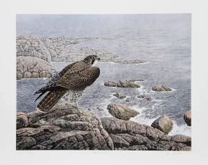 Chris Forrest, "Falcon's Vigil," Lithograph