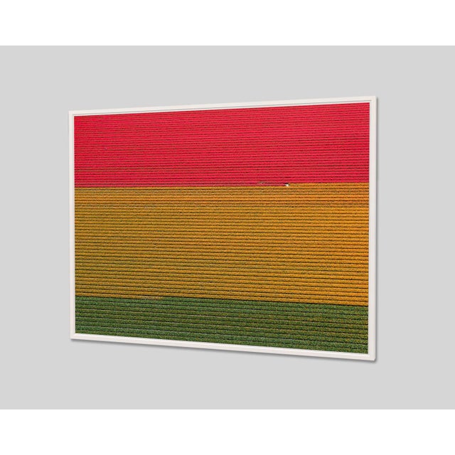 Contemporary "AV_Tulip_Fileds_018" Contemporary Limited Edition Fine Art Photograph Print by Bernhard Lang For Sale - Image 3 of 7