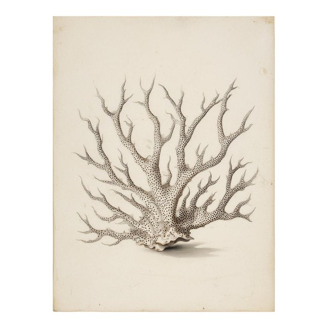 White Coral Botanical Fine Art Print No. 4 - Natural History Coastal Illustration | Neutral Color Palette For Sale