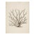 White Coral Botanical Fine Art Print No. 4 - Natural History Coastal Illustration | Neutral Color Palette For Sale
