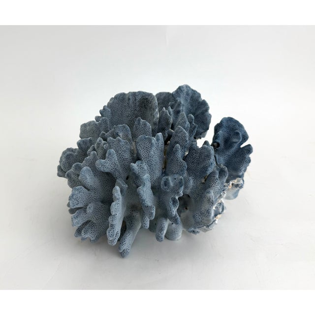 Natural Blue Coral Specimen For Sale In Los Angeles - Image 6 of 7