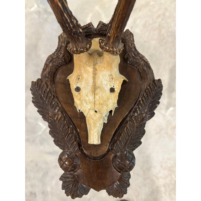 Antique Black Forest Roe Deer Trophy Antler Mount - (#3 of 3 Individual Mounts Listed) For Sale In Little Rock - Image 6 of 12