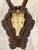 Antique Black Forest Roe Deer Trophy Antler Mount - (#3 of 3 Individual Mounts Listed) For Sale In Little Rock - Image 6 of 12