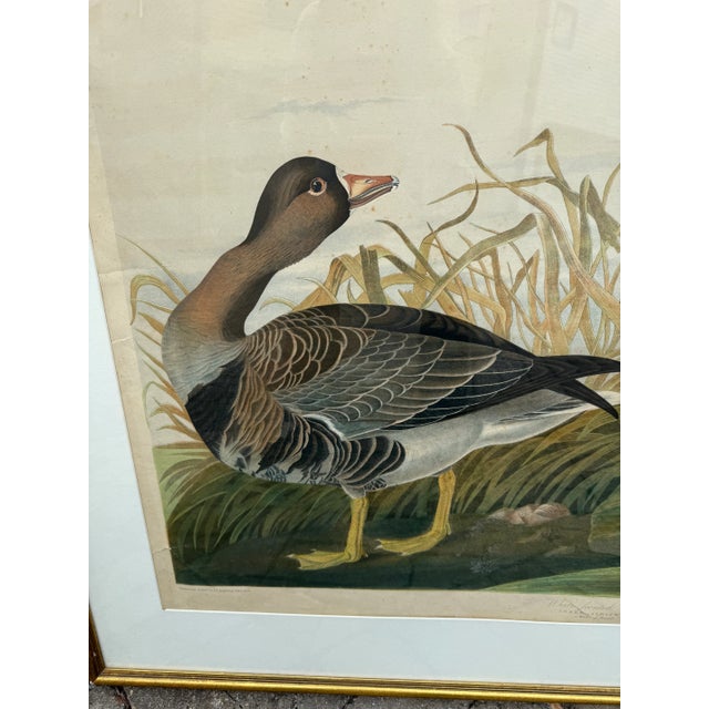 Realism Antique Audubon Chromolith by J. Bien (1860) For Sale - Image 3 of 9