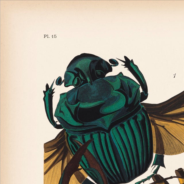 We are thrilled to present the exquisite Séguy Insects #15, available exclusively on Chairish, in the standard 14x18-inch...