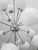 Not Yet Made - Made To Order 21st Century Nova Polished Nickel Glossy White Murano Sputnik Chandelier by Fabio LTD For Sale - Image 5 of 6
