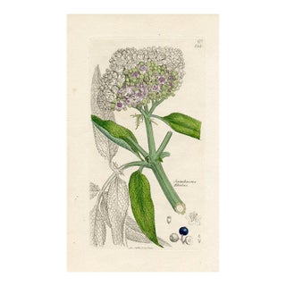 1840s, Dwarf Elder Botanical Print by James Sowerby, Original Antique Botanical Print, Engraving, Hand Colored, England For Sale