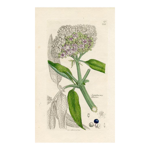 1840s, Dwarf Elder Botanical Print by James Sowerby, Original Antique Botanical Print, Engraving, Hand Colored, England