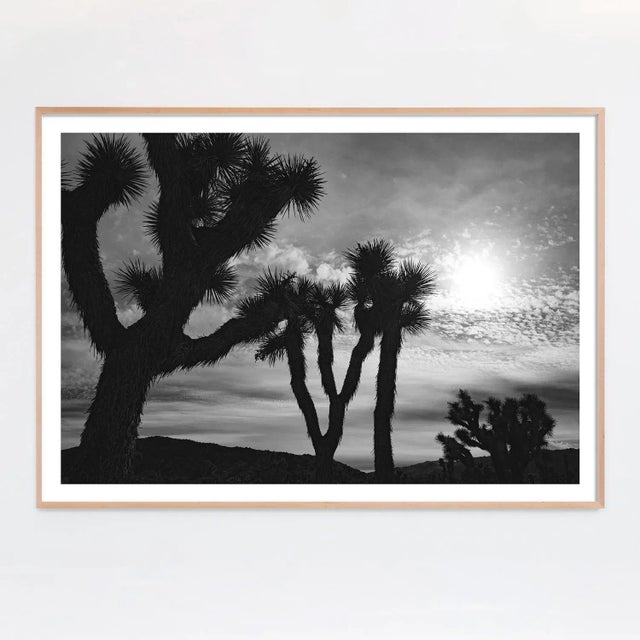 Mark Frohman "Late Day" Joshua Tree Landscape Black and White Photograph by Mark Frohman 60" X 40" For Sale - Image 4 of 4