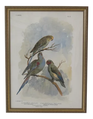 1990s Vintage Professionally Framed Bird Art