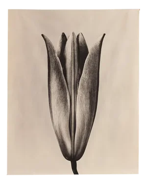 Lily 23 - Organic Cotton Canvas Scroll on Bamboo, Limited Edition 5 2023