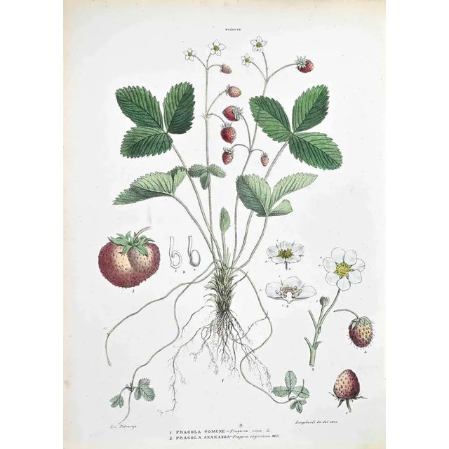 Lithograph hand watercolored. Plate from "Atlante di Botanica popolare ossia Illustrazione di Piante Notevoli di ogni...