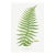 Fern Botanical Art Print – Feathery Green Frond Illustration, 20" X 30" For Sale