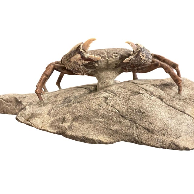 Fossil Crab (Galene Granulifera) From Taiwan, Pliocene Period For Sale - Image 4 of 8