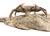 Fossil Crab (Galene Granulifera) From Taiwan, Pliocene Period For Sale - Image 4 of 8