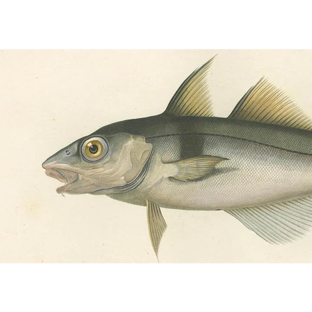 Haddock (Melanogrammus Aeglefinus) French Arctic Voyage, 1845, Print For Sale - Image 3 of 11