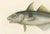 Haddock (Melanogrammus Aeglefinus) French Arctic Voyage, 1845, Print For Sale - Image 3 of 11
