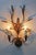 Large hans kögl wall lamp hollywood regency beautiful design with wheat leaves and ears 2-light e14 h 58cm w 40cm d 15cm...