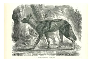 Paul Gervais, African Wild Dog, 1854, Lithograph