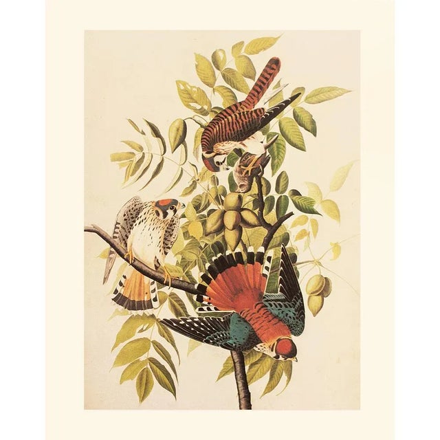 Brick Red 1966 Vintage Farmhouse Cottage Print "Sparrow Hawk" After John James Audubon For Sale - Image 8 of 8