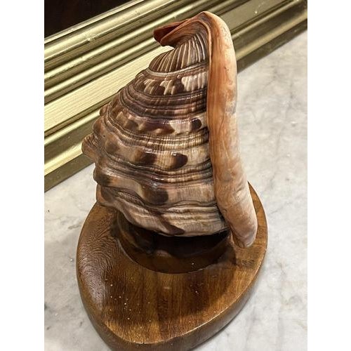 1950's Conch Shell Lamp, Night / Mood Light. Old wiring so needs re wire. Sizes :- 23 cms tall, 26 cms wide, 15 cms depth...