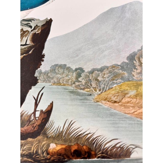 Paper 1964 Audubon Folio Lithograph Great Bird Paintings – “Belted Kingfisher” 17x14 For Sale - Image 7 of 7