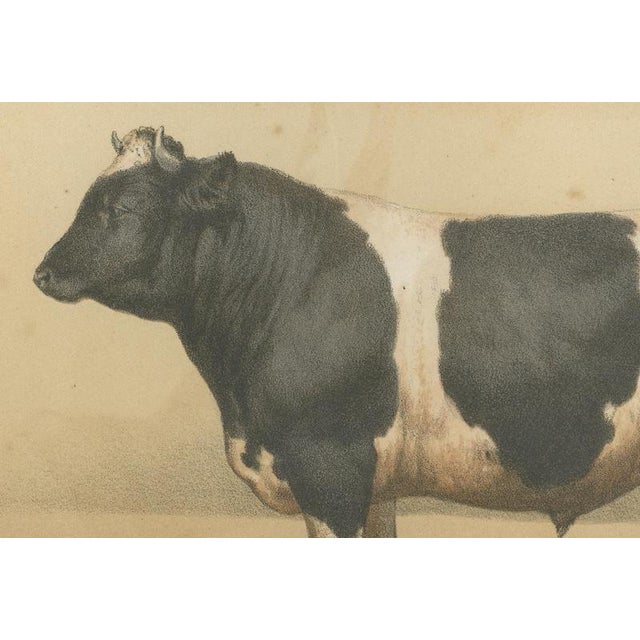 Borie, Breton Bull, French Cattle Breed, 1863, Chromolithograph For Sale - Image 4 of 9