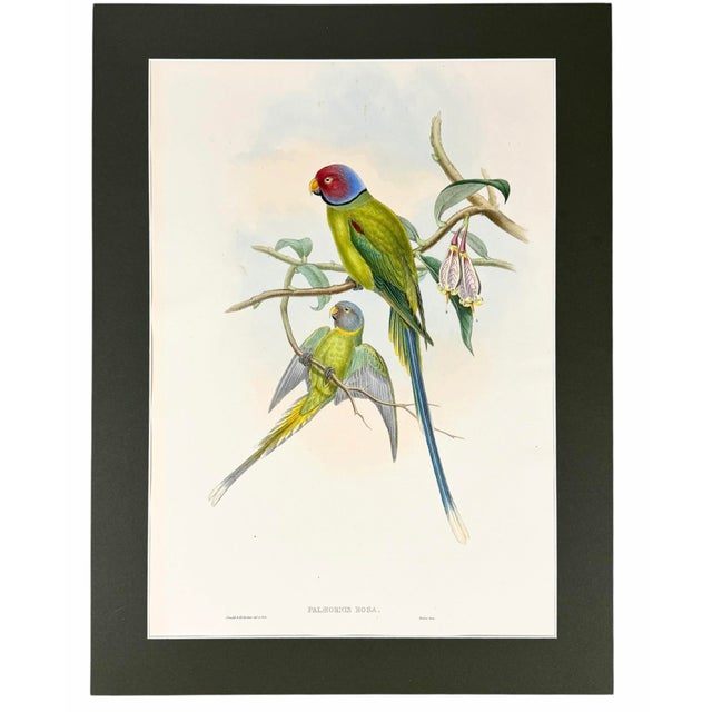 Dark Green Antique 19th-Century Hand-Colored Blossom-Headed Parakeet | Original John Gould Lithograph For Sale - Image 8 of 8