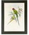 Dark Green Antique 19th-Century Hand-Colored Blossom-Headed Parakeet | Original John Gould Lithograph For Sale - Image 8 of 8