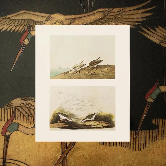 1966 Vintage Cottage Print "Sanderling & Spotted Sandpipers" After John James Audubon For Sale In Dallas - Image 6 of 7