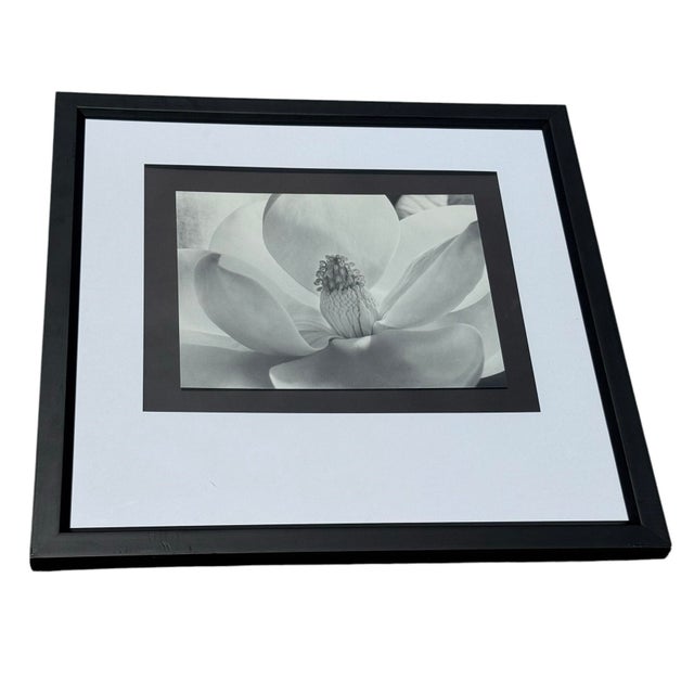 Wood Imogen Cunningham's Iconic 1925 Black & White Photograph "Magnolia Blossom", Framed For Sale - Image 7 of 10