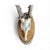 Roe Deer Trophy 30, Black Forest Antlers For Sale - Image 4 of 5