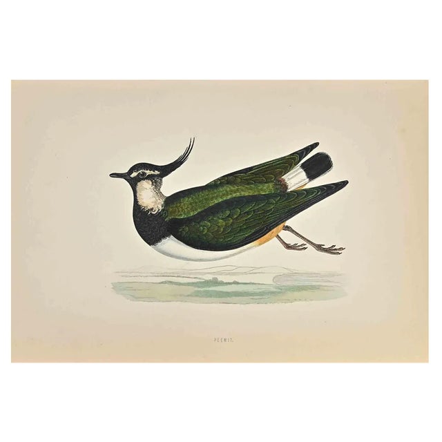 Alexander Francis Lydon, Peewit, Woodcut Print, 1870 For Sale