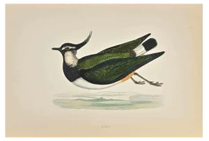 Alexander Francis Lydon, Peewit, Woodcut Print, 1870