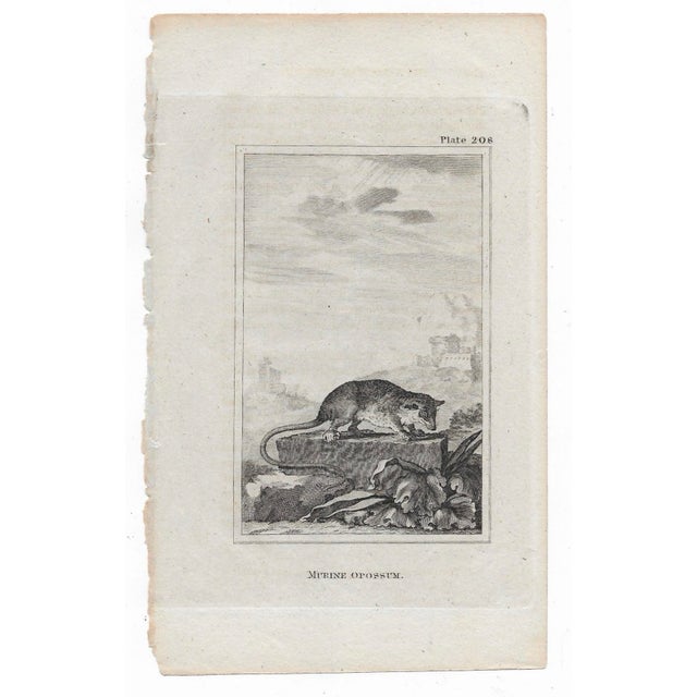 Antique engraving of "Murine Opossum" (Possum) by Georges-Louis Leclerc, Comte de Buffon (1707-1788) from an English...